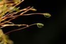 07-0095 Moss Spore Capsules with Water Droplets, Scotland